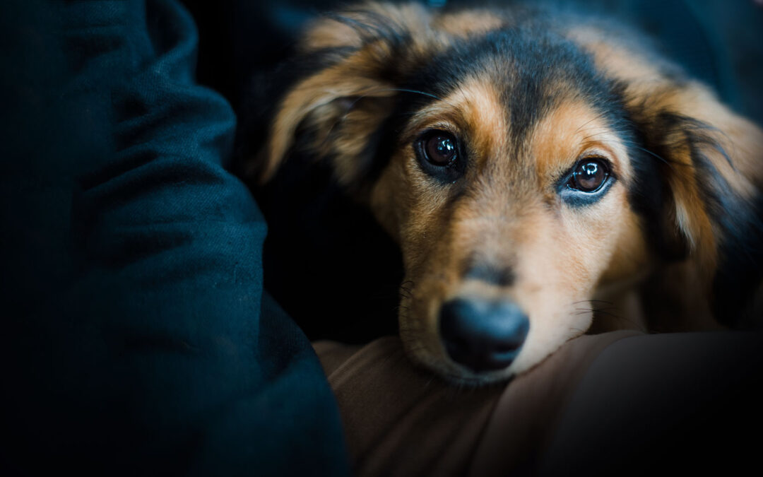 Submission to Council: Dog Registration & Parks