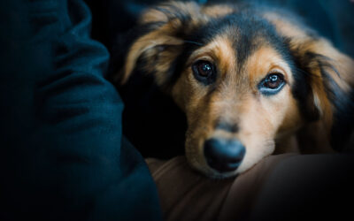 Submission to Council: Dog Registration & Parks